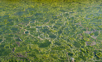 Green backgound with nice pattern