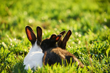 Three pet rabbits laying on grass outside