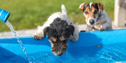 Two cute little thirsty Jack Russell Terrier dogs drinking cold water from a well on a hot summer...