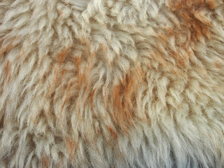 Light brown background, fur texture, close-up. Abstract, creative background in light dark colors.