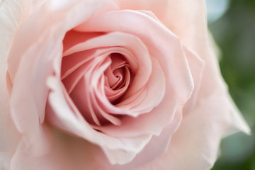 Fototapeta na wymiar Beautiful pink Rose bud close up background copy space