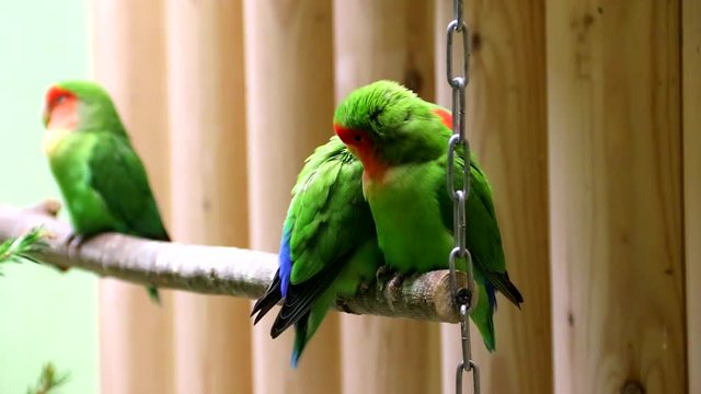 Parrots in the zoo. Green little parrots on a branch in a zoo. Birds in captivity. Behavior of birds in a zoo.