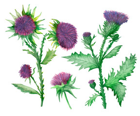 Watercolor hand painted nature weed plants set composition with milk thistle purple blossom flowers, burdock green leaves on branch collection isolated on the white background for design elements