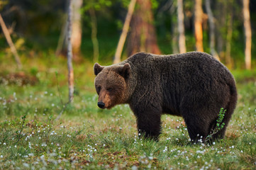 Obraz na płótnie Canvas Male brown bear (Ursus arctos)