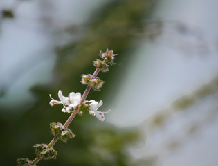 basil flower 