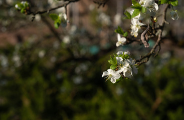 Blüten der Fruchtbäume