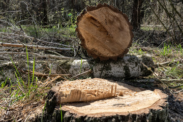 Sawn tree, logging, ecological problem
