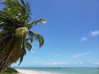 coqueiro no paraíso de águas cristalinas em férias top