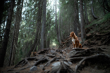 Naklejka na ściany i meble tracking with a dog in the forest. Pet for a walk. Nova Scotia Duck Tolling Retriever in nature