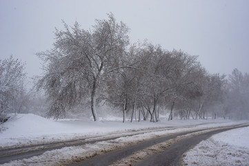 Snow covered trees next to a snow-covered highway