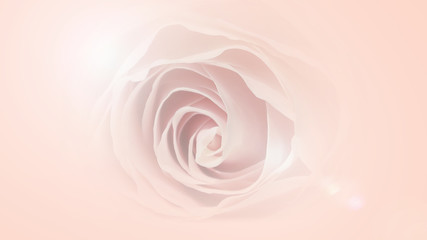 romantic softed pink rose background with text space