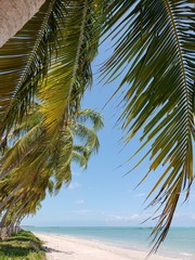 Plakat coqueiro no paraíso de águas cristalinas em férias top