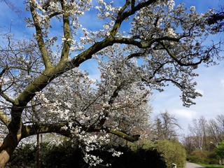 Branches with white flowers of Magnolia × soulangeana, against blue sky.