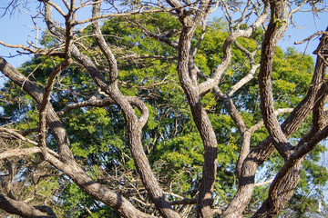 Fototapeta na wymiar Tree on Tree