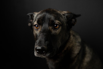 portrait of a black dog