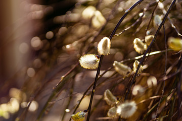 Wierzba Iwa © tomafot