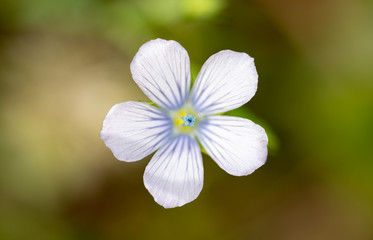 Fototapeta premium Flor selvagem