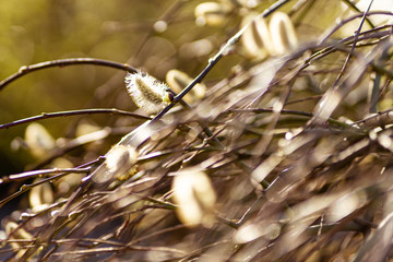 Wierzba Iwa © tomafot