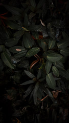 red and green leaves