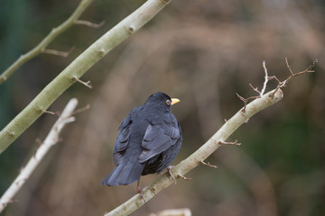 Vogel im Winter im einbedeckten Baum