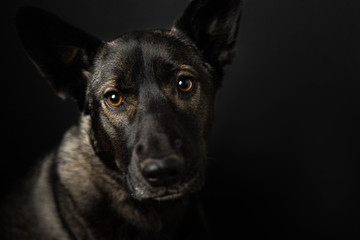 german shepherd dog