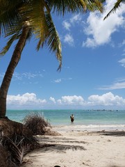 coqueiro no paraíso de águas cristalinas em férias top