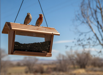 Lovebirds on top of birdfeeder