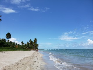 praia, areia, mar, natureza, vida, férias, paraíso, coqueiros