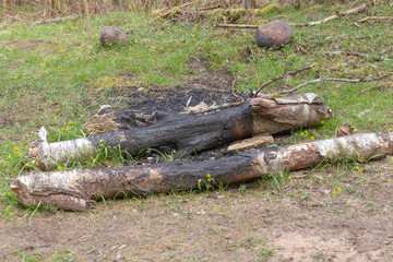 dead tree stump in fireplace in camping place