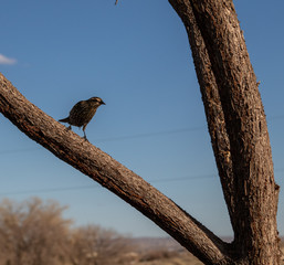 Female Red-winged Blackbird on branch.