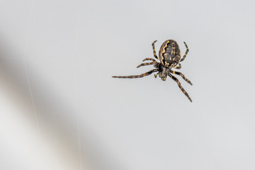  close-up of a tiny spider lurking in the web for prey
