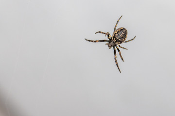  close-up of a tiny spider lurking in the web for prey
