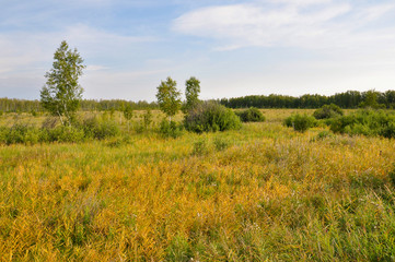 Gold meadow with green trees far away and blue sky. Bright summer. Perfect weather. Travelling