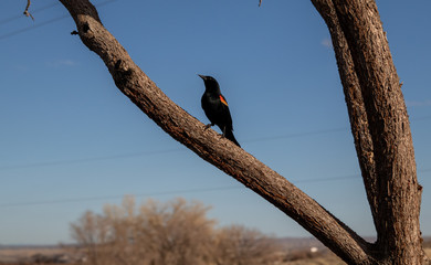 Male Red-winged Blackbird on branch
