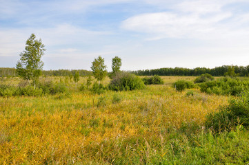 Fototapeta premium Gold meadow with green trees far away and blue sky. Bright summer. Perfect weather. Travelling