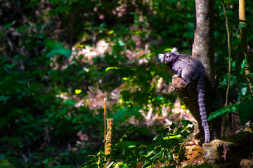 marmoset in the three