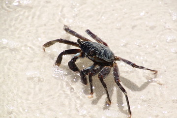 Krabbe