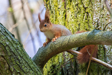 Eichhörnchen 49 © Karl-Heinz Schmidt