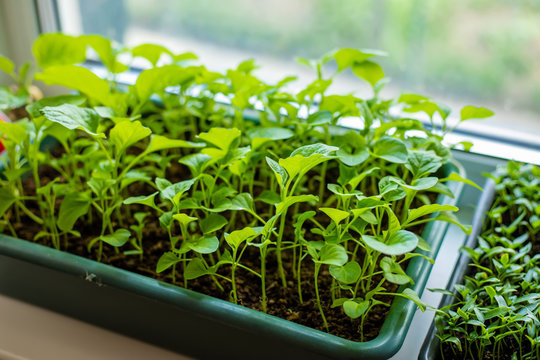 eggplant planting on the windowsill. selective focus 