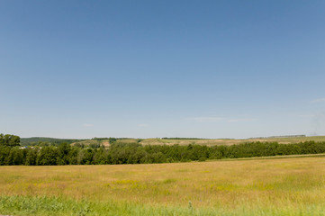 Fototapeta premium Gold meadow with green trees far away and blue sky. Bright summer. Perfect weather. Travelling