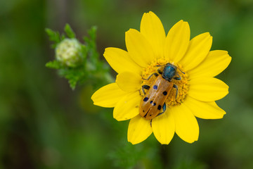 Insecto em margarida