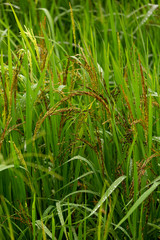 Fototapeta premium Rice burry field,ripe paddy cereal grain in rural field.