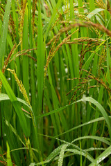 Rice burry field,ripe paddy cereal grain in rural field.