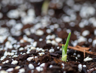 First Sprout of Spring