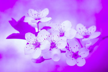 spring flowers on purple background