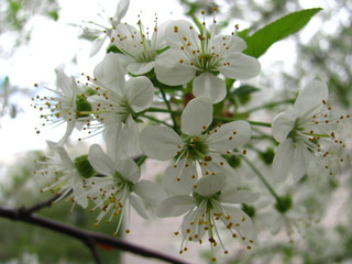 apple tree blossom