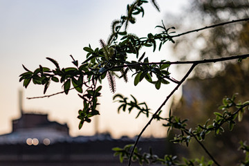 Natur