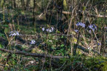 Das Wiesenschaumkraut (Cardamine pratensis) ist eine heimische Wildstaude und Heilpflanze aus der Familie der Kreuzblütler (Brassicaceae). Es wächst am liebsten in feuchten Wiesen.
