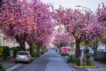 View of the blossom cherries in the German Village  - 338541512
