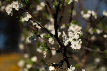 Blüten der Fruchtbäume